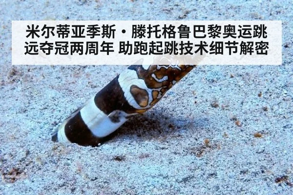 米尔蒂亚季斯·滕托格鲁巴黎奥运跳远夺冠两周年 助跑起跳技术细节解密